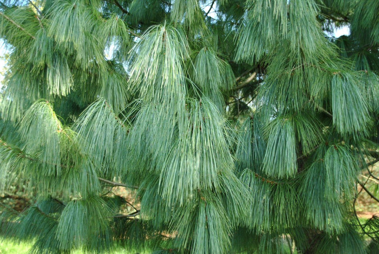 Сосна гималайская Гриффита (Pinus wallichiana Griffithii) С5 - фото 2 - id-p217559512