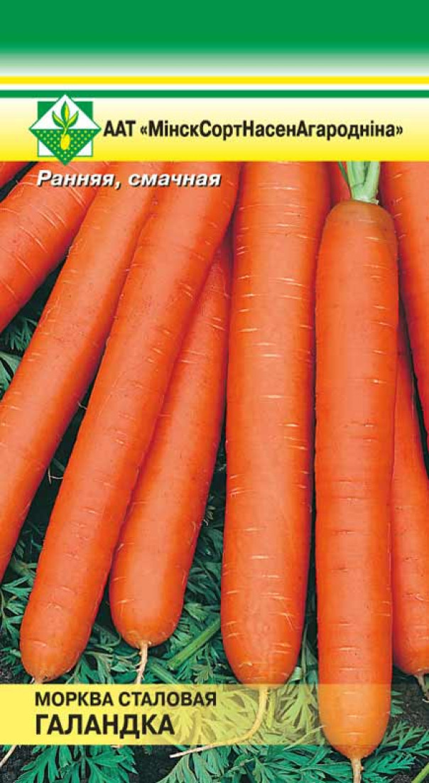 Морковь Голландка столовая 1г МССО - фото 1 - id-p81015359