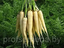 Морковь чурчхела белая, семена, 0,2гр., Польша, (са)