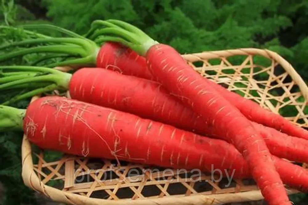 Морковь чурчхела красная, семена, 0,2гр., Польша, (са)