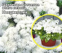 Агератум Белый шар, семена цветов, 0.1гр, Польша, (са)