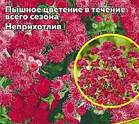 Агератум Красный букет, семена цветов, 0.1гр, Польша, (са)