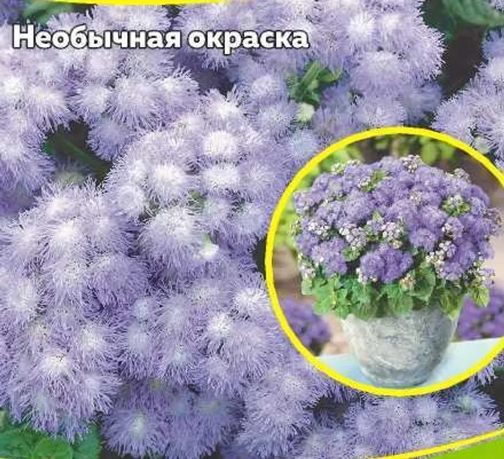 Агератум двуцветный Леда