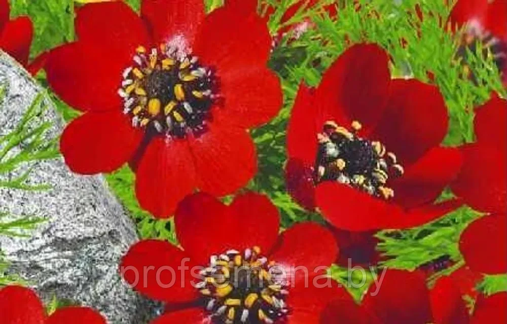Адонис летний кроваво-красный, семена цветов, 0.2гр, Польша, (са) - фото 1 - id-p217681535