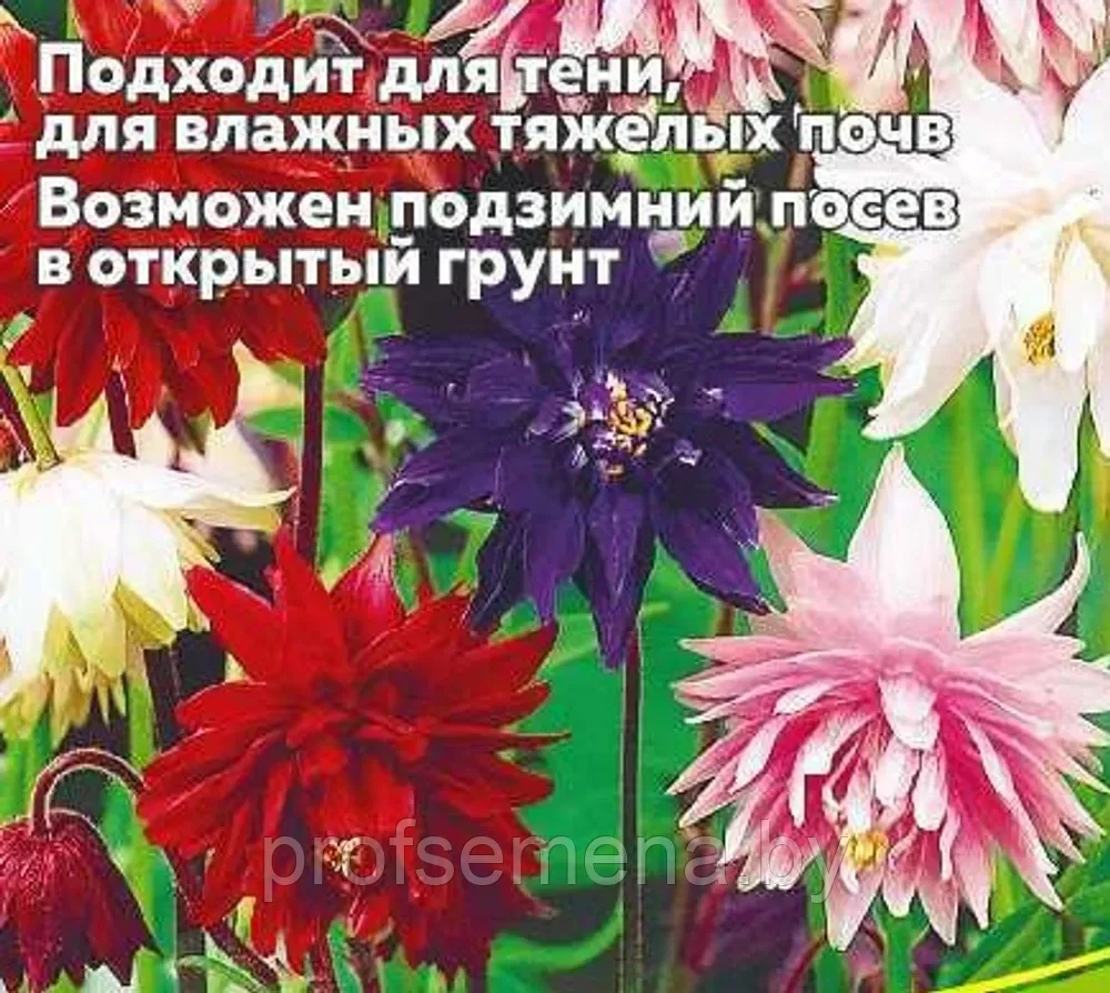 Аквилегия Махровые Гиганты, семена цветов, 0.1гр, Польша, (са) - фото 1 - id-p217681844