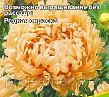 Астра Абрикосовая мечта, семена цветов, 0.3гр, Польша, (са)