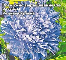 Астра Аполлония светло-голубая, семена цветов, 0.2гр, Польша, (са)