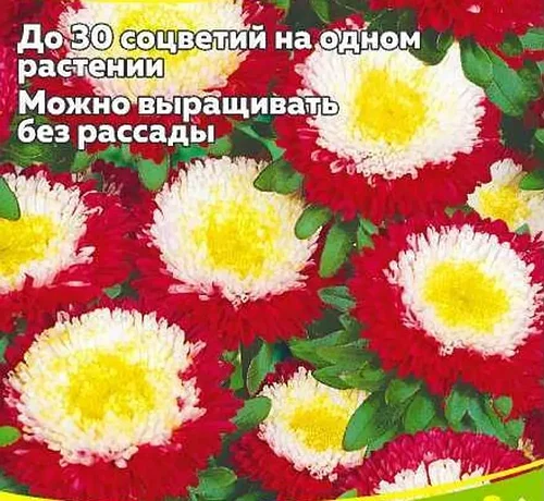 Астра помпонная желтая