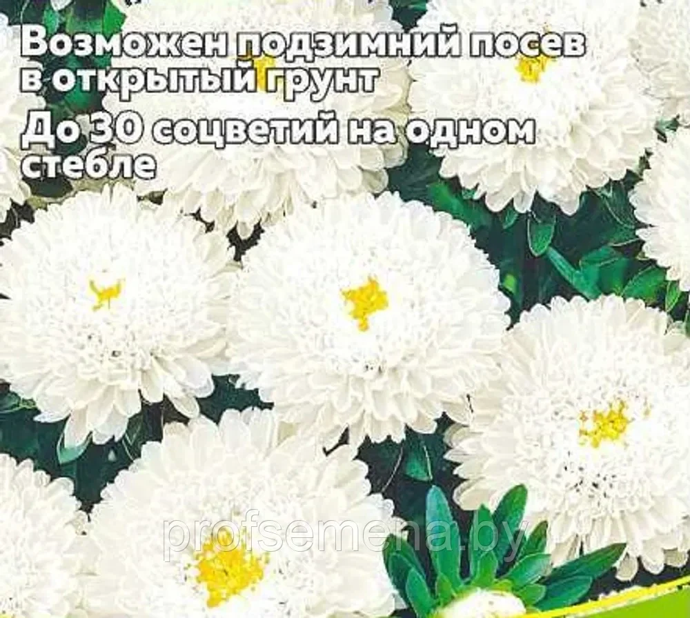 Астра помпонная Белая, семена цветов, 0.2гр, Польша, (са) - фото 1 - id-p217706993