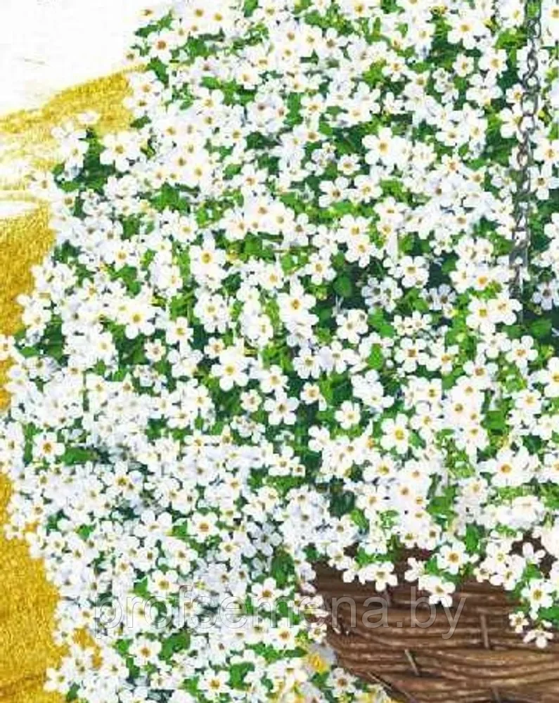 Бакопа Сноутопия F1 белый фонтан, семена цветов, 3шт., Польша, (са) - фото 1 - id-p217707966