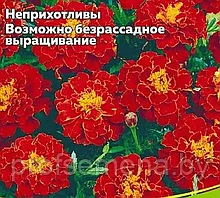 Бархатцы карликовые отклоненные Красная вишня, семена цветов, 0.2гр., Польша (сдв)