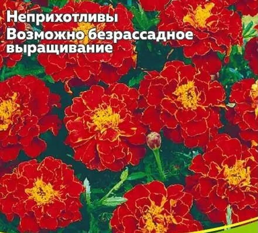 Бархатцы отклоненные Orange Sofia