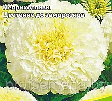 Бархатцы Килиманджаро, семена цветов, 0,05гр., Польша, (са)