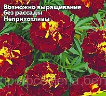 Бархатцы Скарлет София, семена цветов, 0,2гр., Польша, (са)