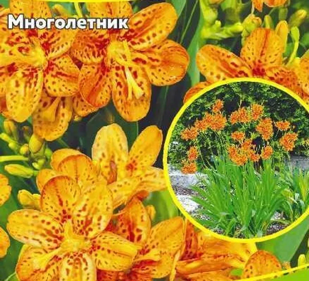 Белла ПРОФСЕМЕНА