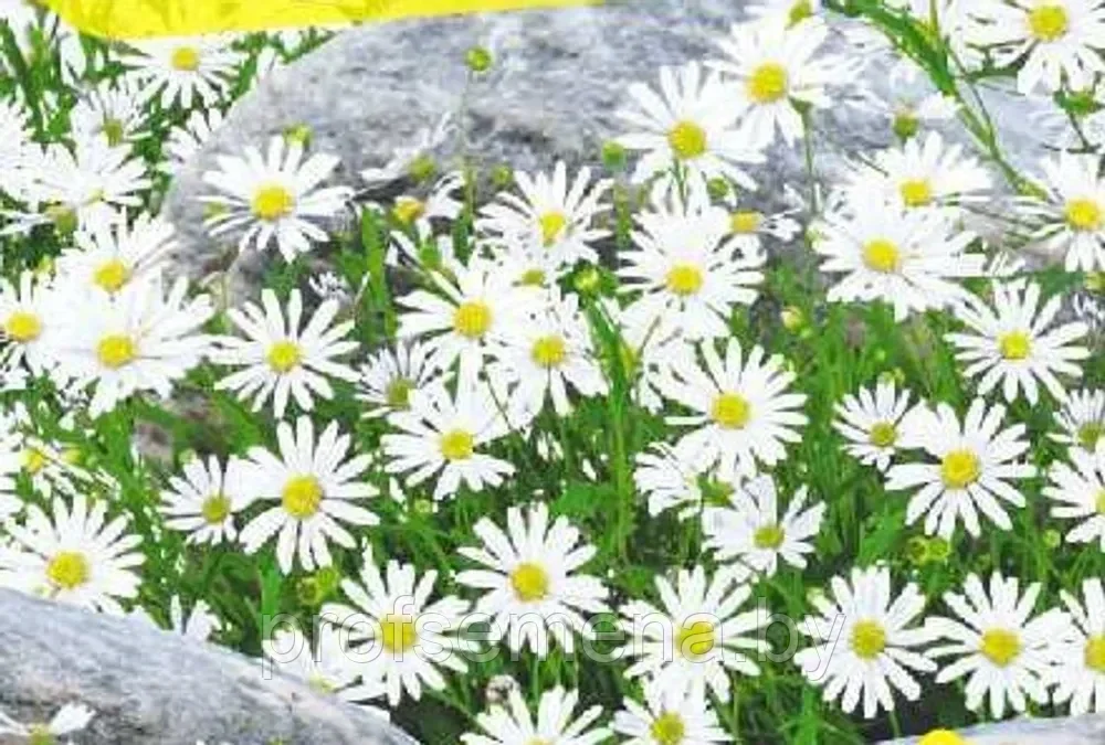 Брахикома Белое озеро, семена цветов, 0,05гр., Польша, (са) - фото 1 - id-p217710778