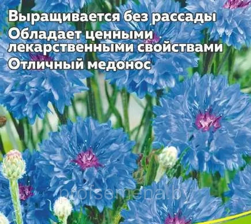 Василёк Блю Бол, семена цветов, 0,5гр., Польша, (са) - фото 1 - id-p217711551