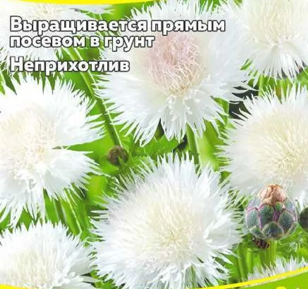 Семена По 1 Гр Польша Купить