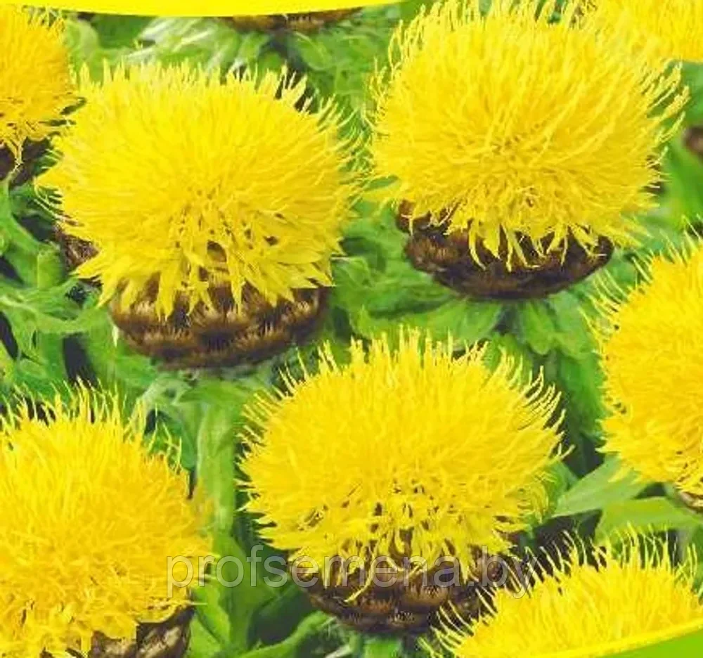 Василёк жёлтый крупноголовый, семена цветов, 0,3гр., Польша, (са) - фото 1 - id-p217713244