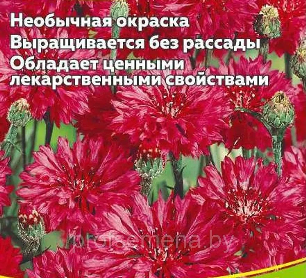 Василёк Ред Бол, семена цветов, 0,5гр., Польша, (са) - фото 1 - id-p217714304