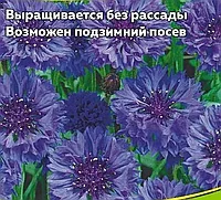 Василёк Флоренция низкорослый, семена цветов, 0,2гр., Польша, (са)