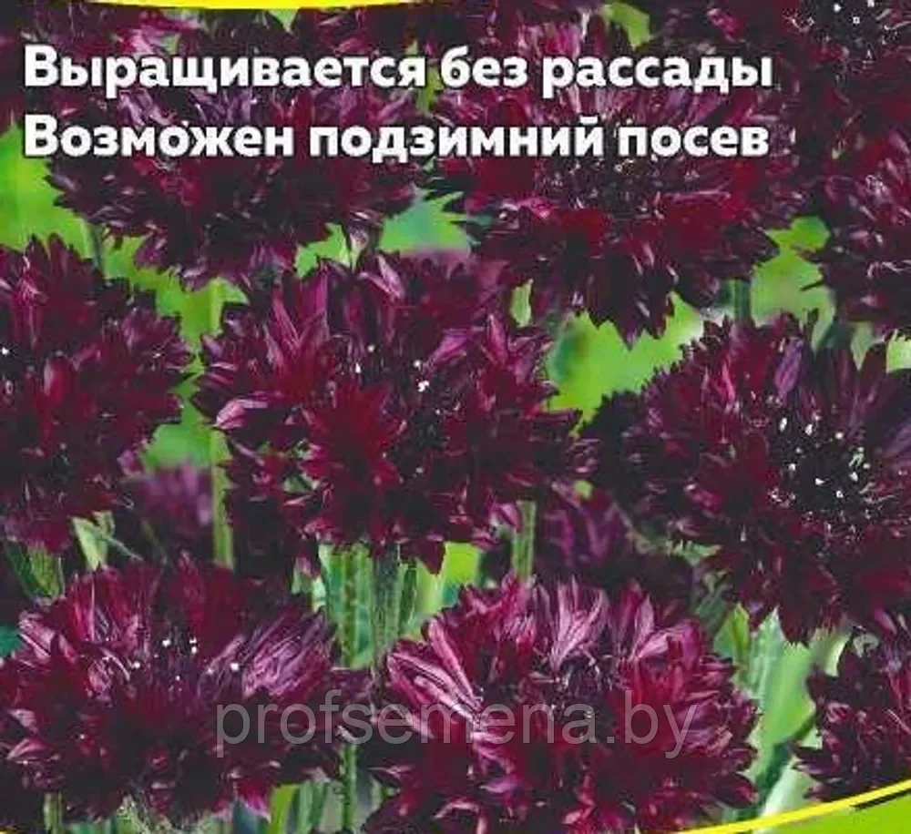 Василёк Чёрный шар махровый, семена цветов, 0,2гр., Польша, (са) - фото 1 - id-p217716193