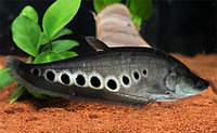 Рыба - Нож Индийский Глазчатый (Chitala ornata) 7см