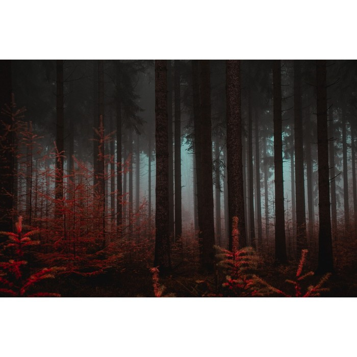Фотобаннер 250 х 150 см, с фотопечатью "Красный лес" - фото 1 - id-p217729535