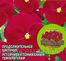 Виола Красная Вишня, семена, 0,1гр., Польша (са)