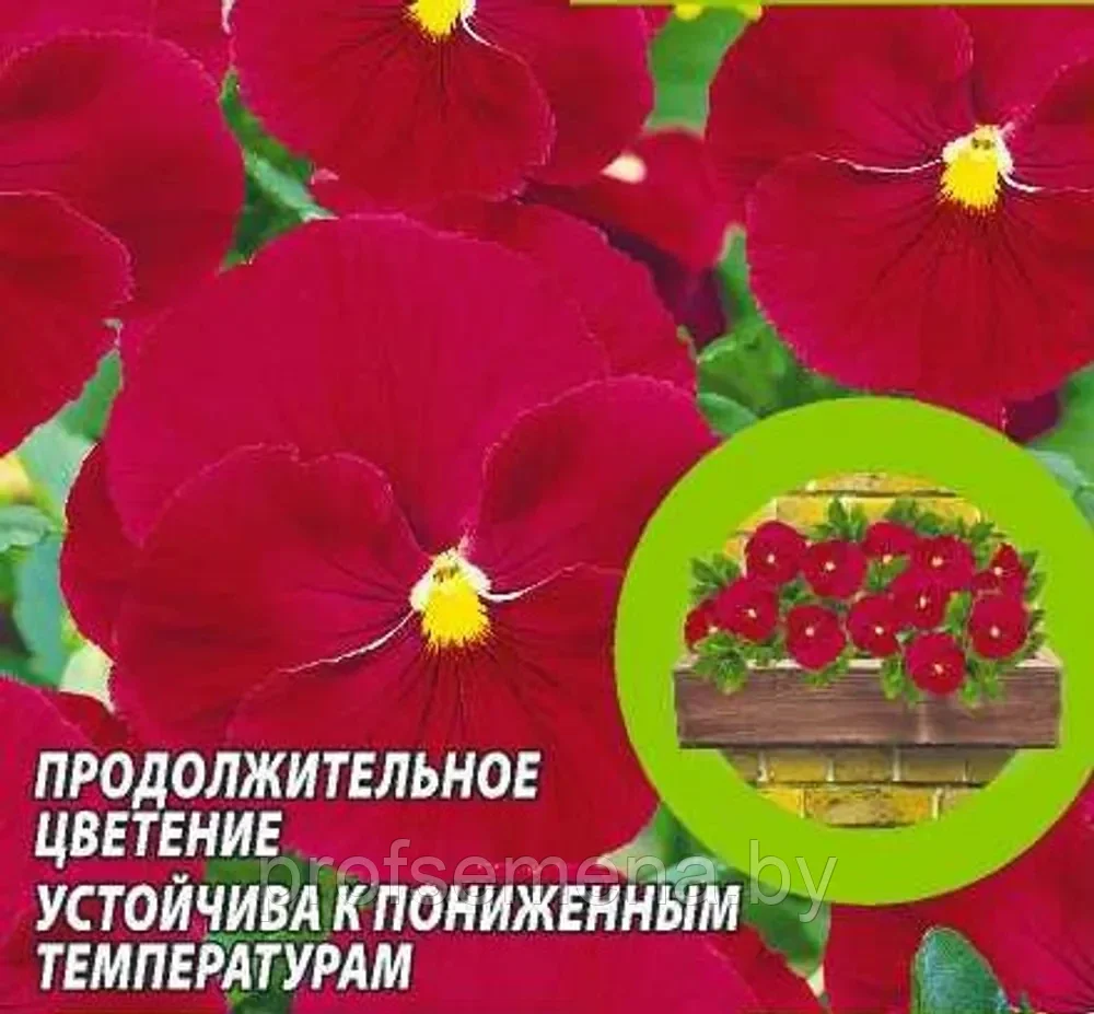 Виола Красная Вишня, семена, 0,1гр., Польша (са) - фото 1 - id-p217731097