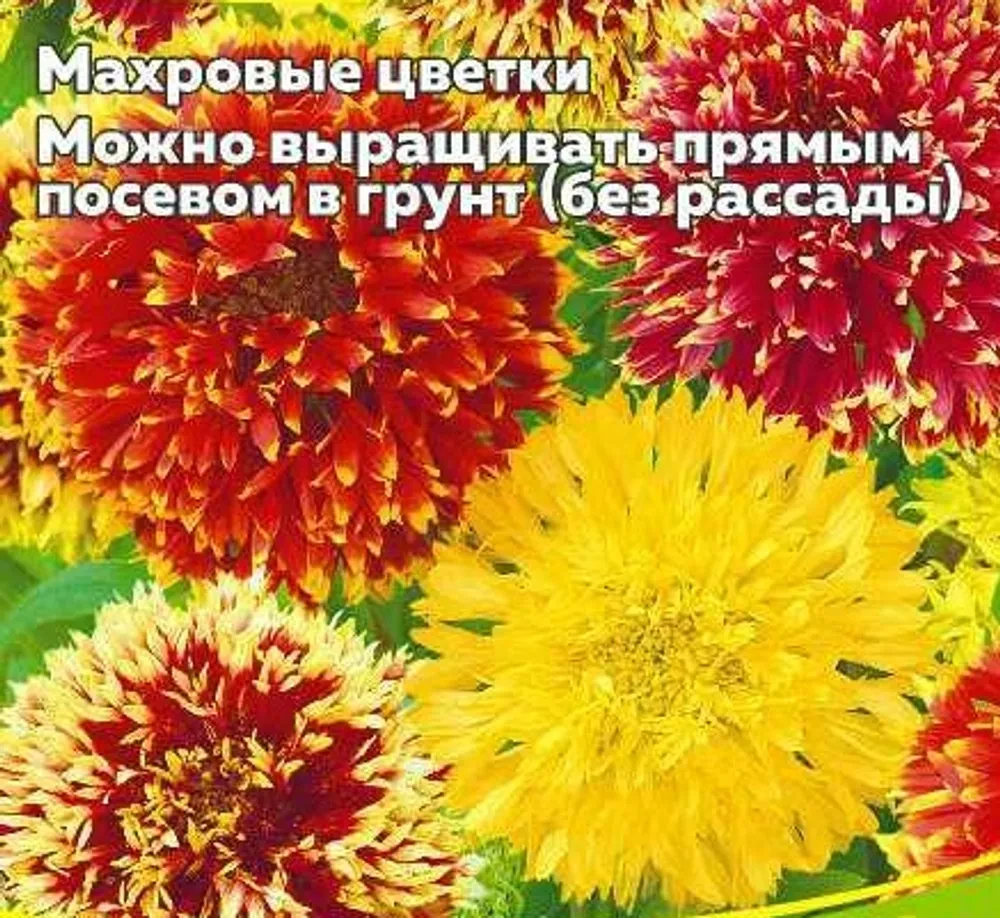 Гайлардия и золотарник