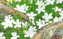 Гвоздика травянка Белый снег, семена, 0,1гр., Польша (са)