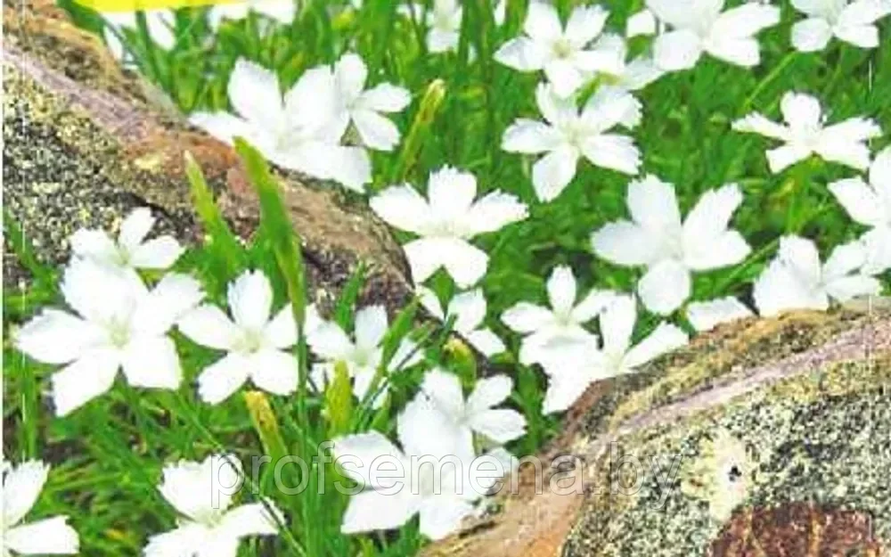 Гвоздика травянка Белый снег, семена, 0,1гр., Польша (са) - фото 1 - id-p217731191