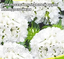Гвоздика турецкая Белая королева, семена, 0,2гр., Польша (са)