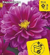 Георгина Фигаро фиолетовая, семена, 5 шт., Польша, (са)