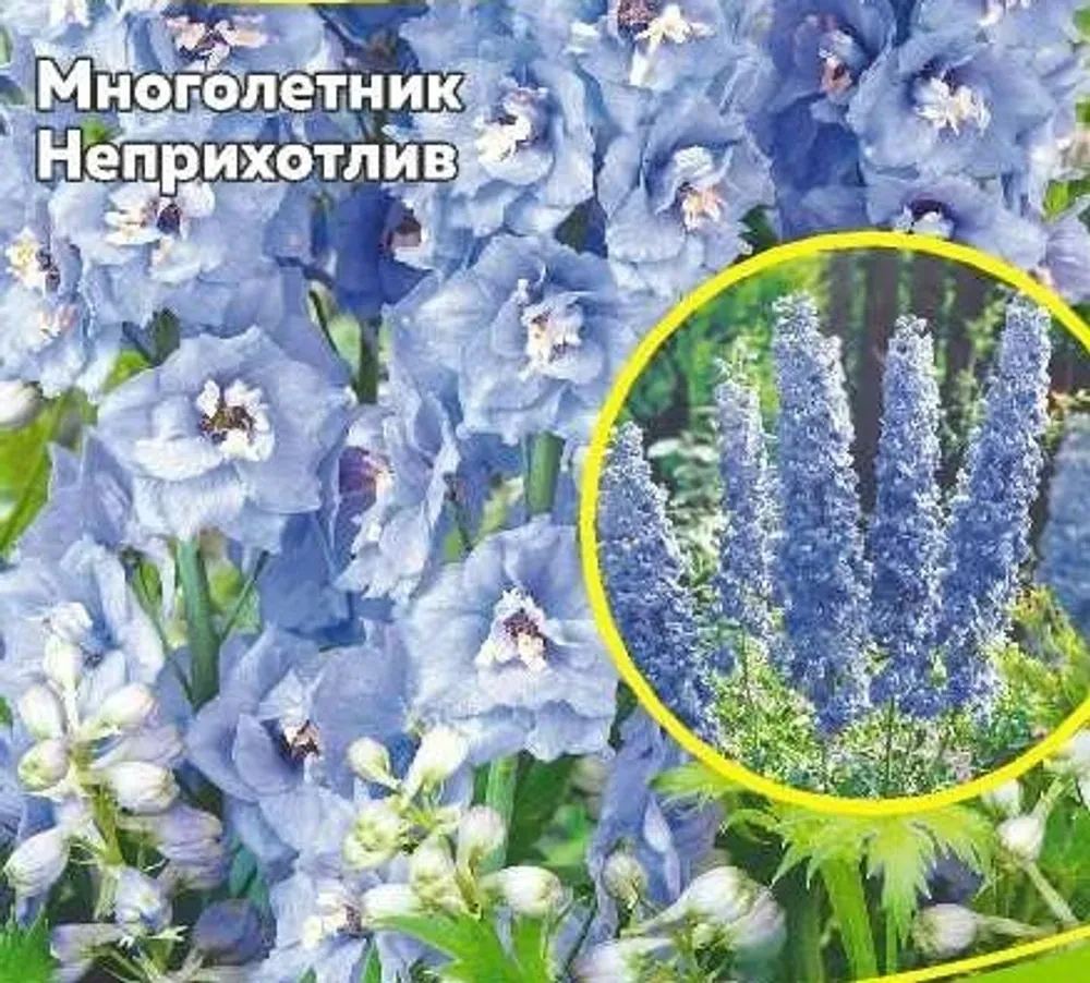 Дельфиниум Клиа спринг синий