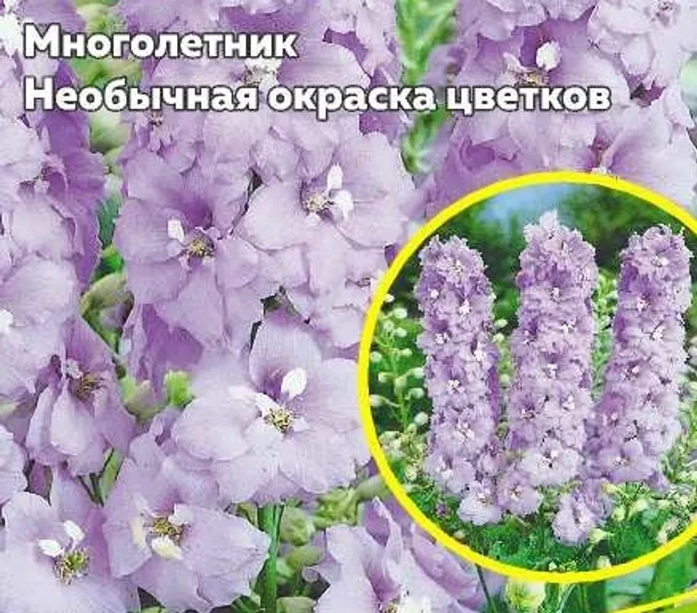 Дельфиниум Многолетний Купить Саженцы В Самаре