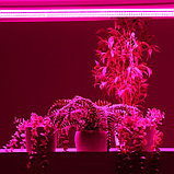 Фитосветильник светодиодный, 36 Вт, 1170 мм, IP65, сине-красный спектр, фиолетовый, FITO-36W-RB-N, «ЭРА», фото 6