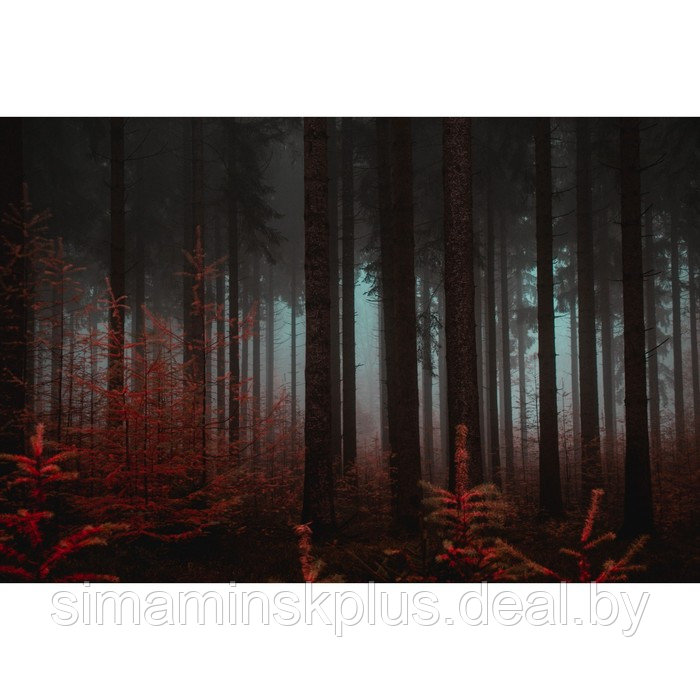 Фотобаннер 250 х 150 см, с фотопечатью "Красный лес" - фото 1 - id-p217740657