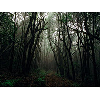Фотобаннер 300 х 200 см, с фотопечатью "Темный лес"