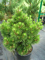 Сосна Белокорая (Pinus leucodermis) C5