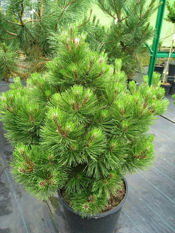 Сосна Белокорая (Pinus leucodermis) C5 - фото 1 - id-p217758389