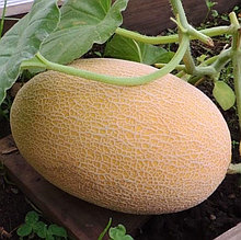 Дыня "Дакаро", F1 Голландия (5 шт)