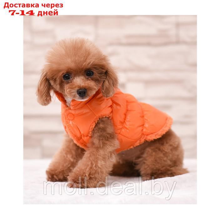 Куртка для собак "Блеск", XS (ДС 20, ОГ 28, ОШ 19 см, до 3 кг), оранжевая - фото 1 - id-p217523227