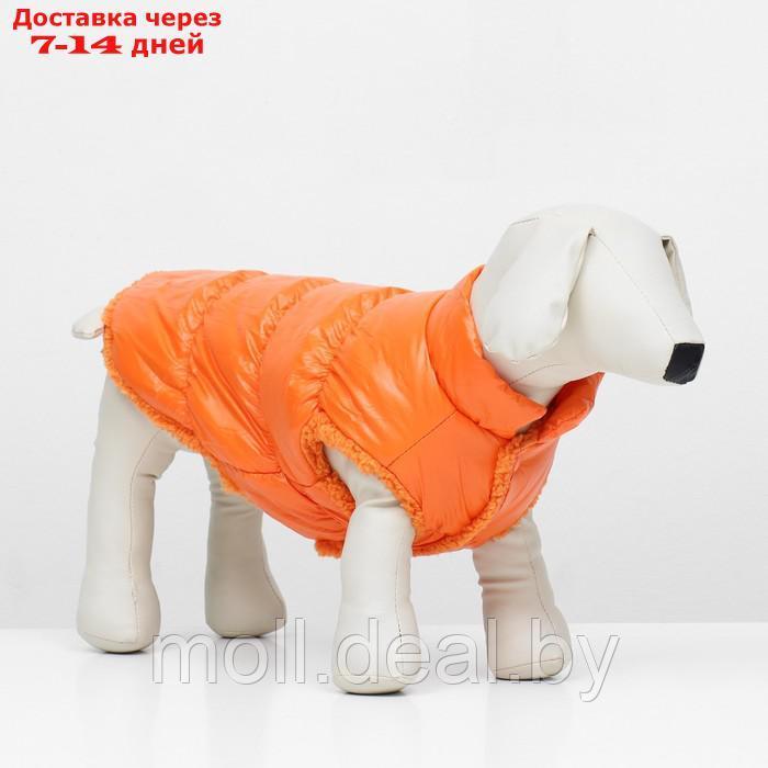 Куртка для собак "Блеск", S (ДС 25, ОГ 37, ОШ 24 см, до 5 кг), оранжевая - фото 2 - id-p217523260