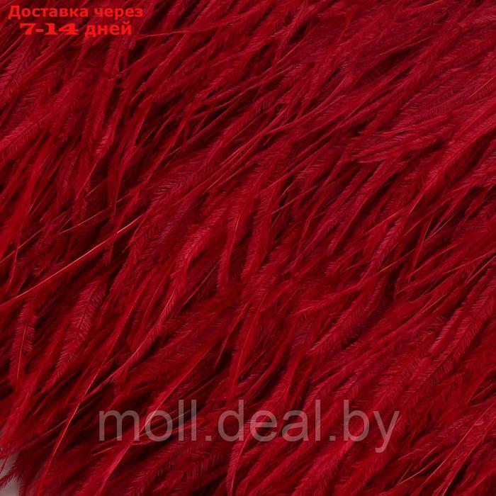 Тесьма с перьями страуса, 8-10 см, 5 ± 0,5 м, цвет бордовый - фото 2 - id-p218070415