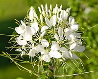 Клеома белая королева, семена, 0.3гр, Польша, (са)
