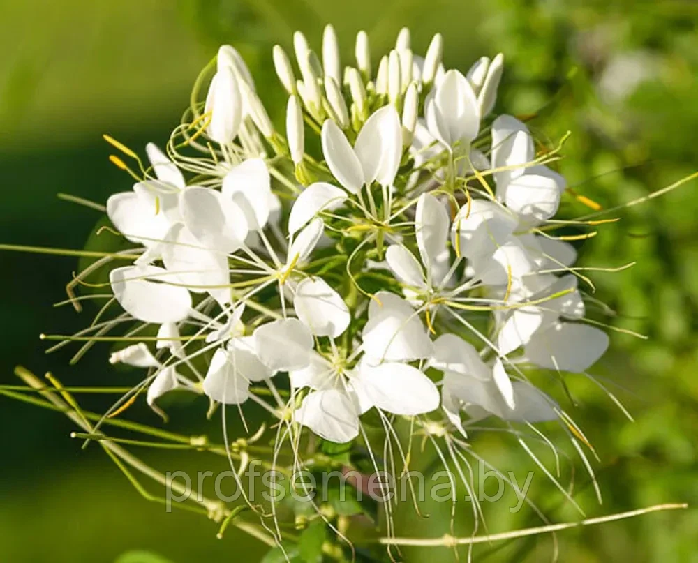 Клеома белая королева, семена, 0.3гр, Польша, (са) - фото 1 - id-p218153937
