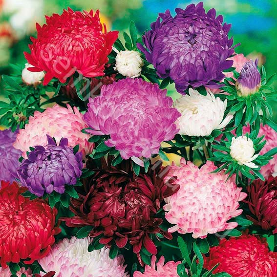 Астра "Дюшес микс", Голландия (0,3 гр)