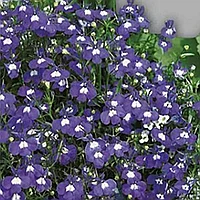 Лобелия голубой бриз, семена, 0,02гр, Польша, (са)